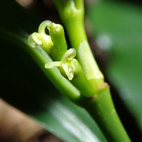 Excoecaria oppositifolia Griff.